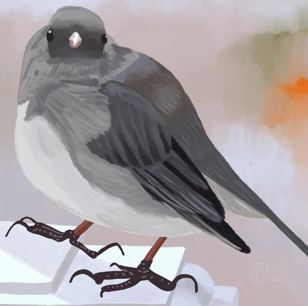 junco