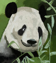panda panda